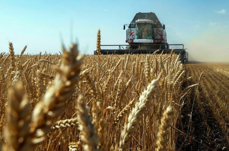 🌾 Украинское зерно доведет фермеров ЕС до банкротства. Продукты для бедных стран оседают в Европе