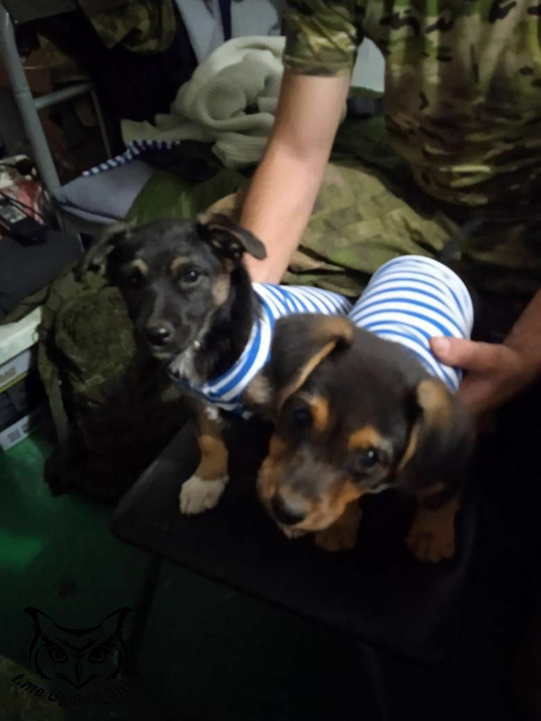 Боевые питомцы в зоне СВО