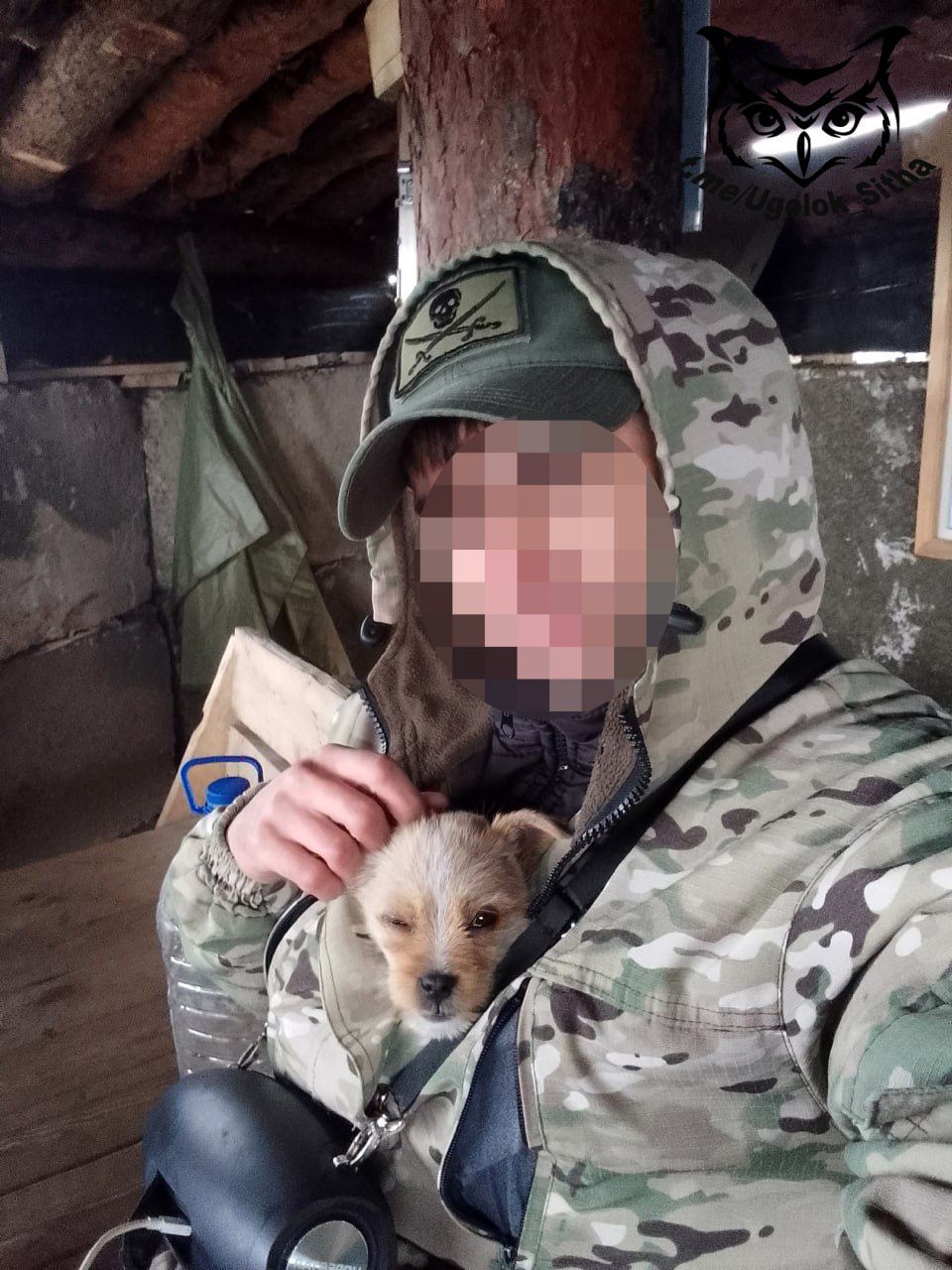 Боевые питомцы в зоне СВО