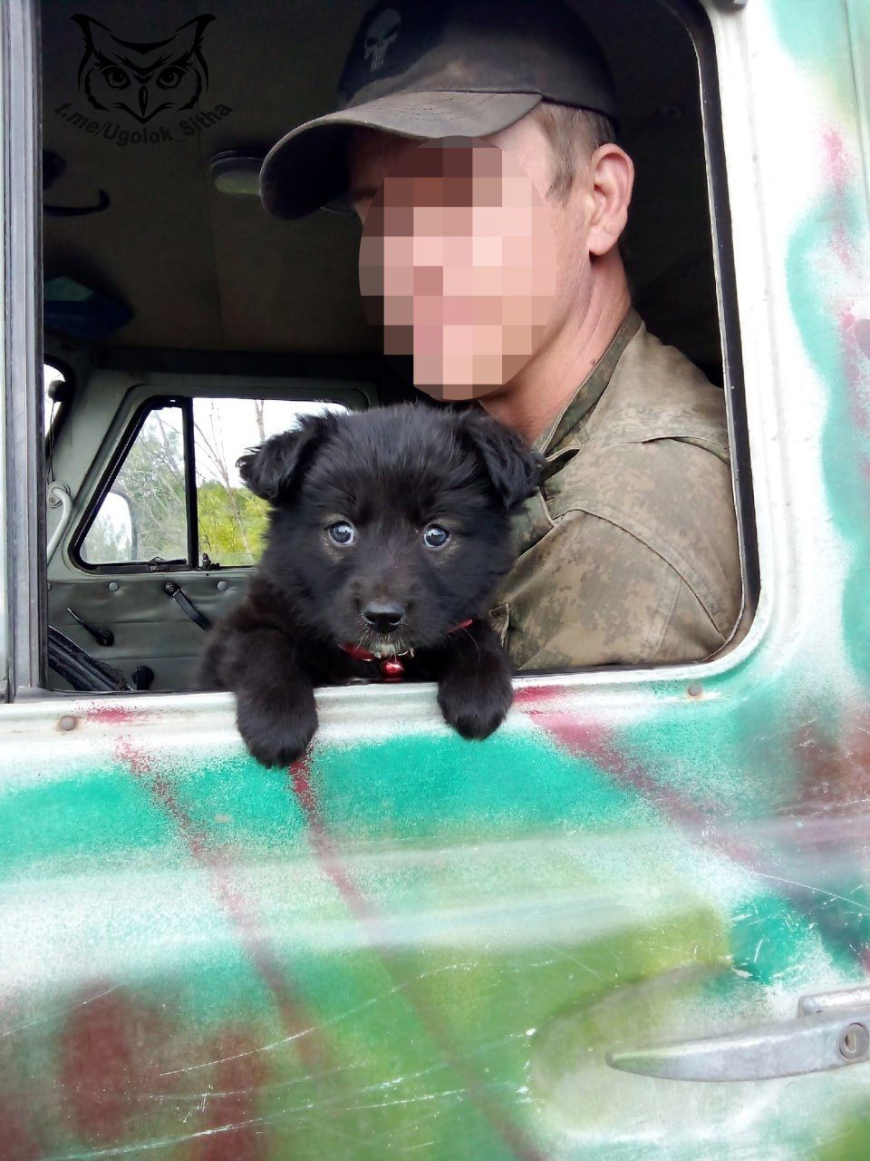 Боевые питомцы в зоне СВО