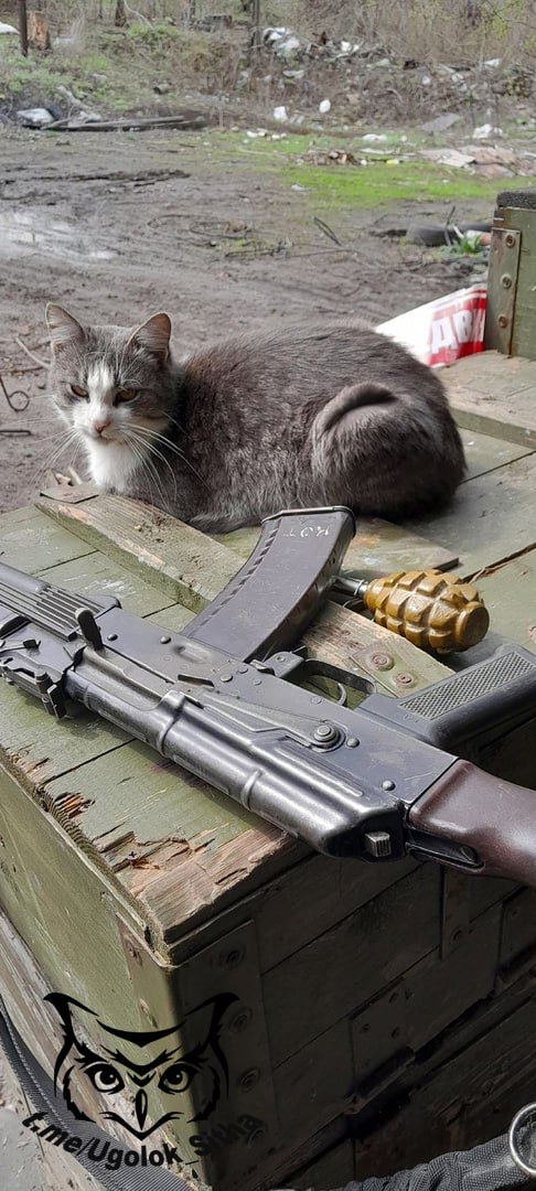 Боевые питомцы в зоне СВО