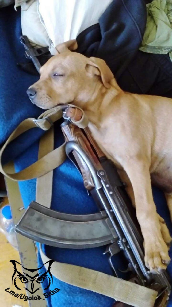 Боевые питомцы в зоне СВО