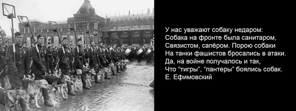Есть такая профессия. Быть другом. Или мохнатые – ангелы.