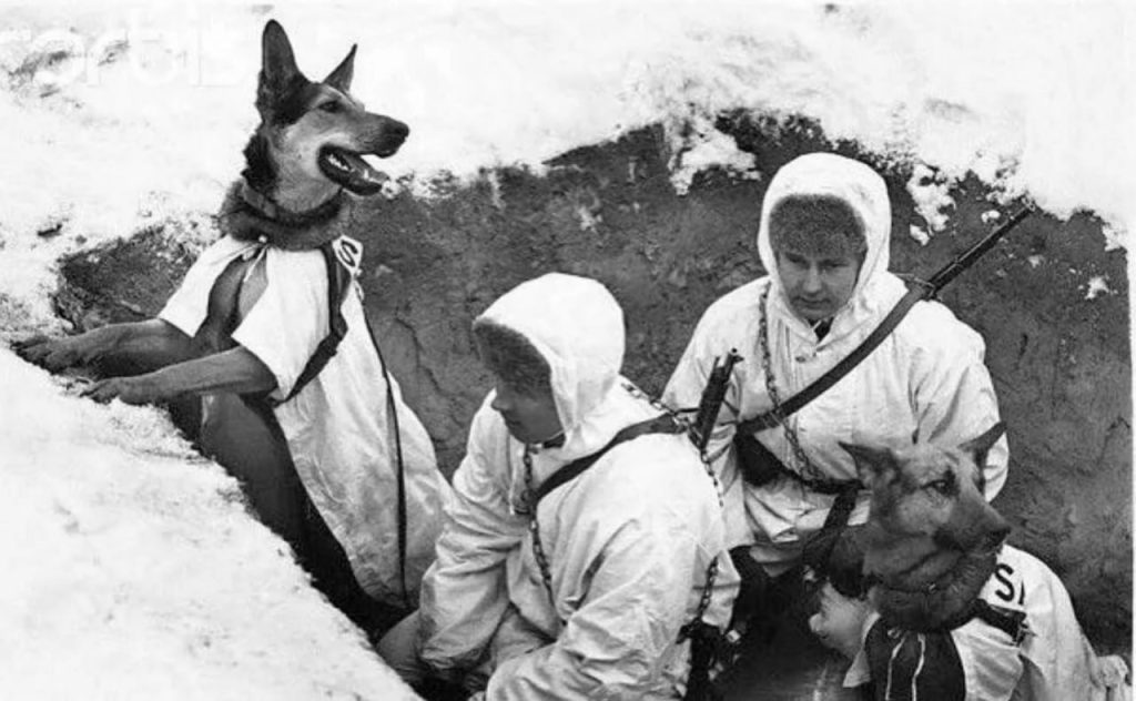 Есть такая профессия. Быть другом. Или мохнатые – ангелы.