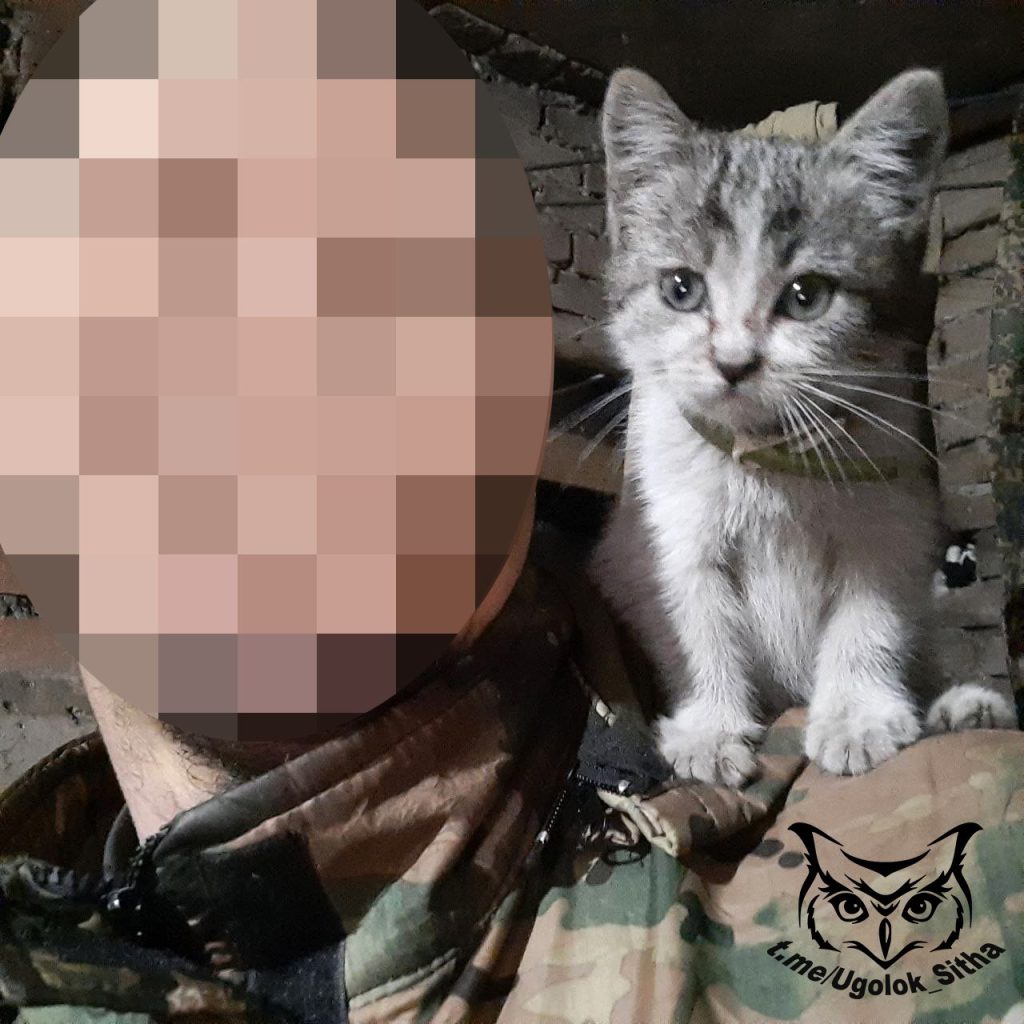 Фронтовые питомцы😊