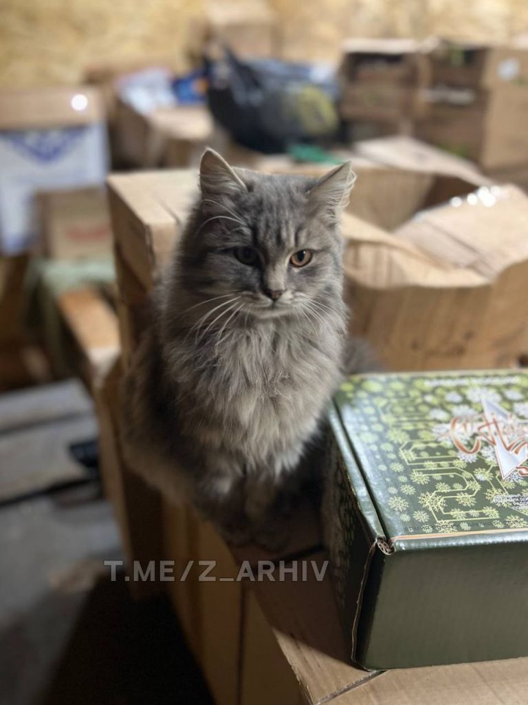 Фотоподборка «Фронтовые котики»