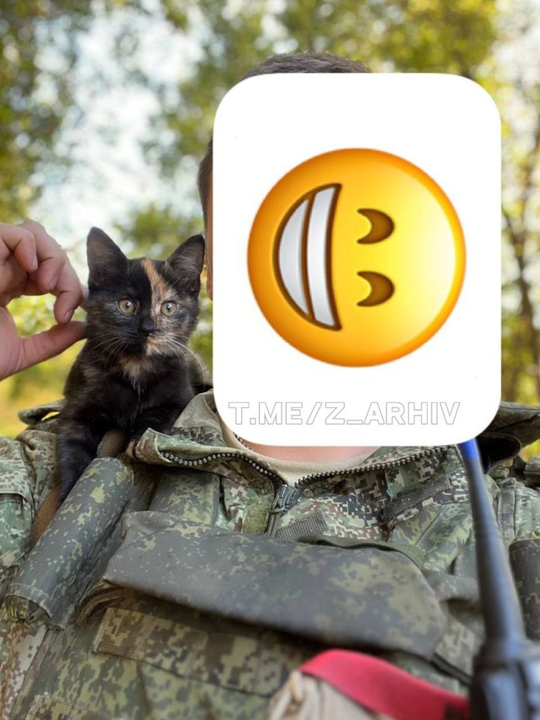 Фотоподборка «Фронтовые котики»