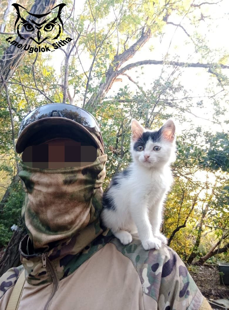 Фронтовые котики