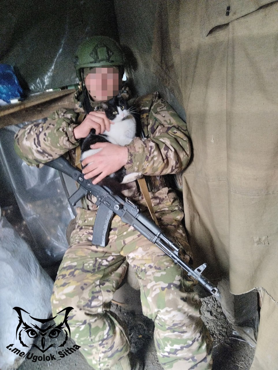 Фронтовые котики