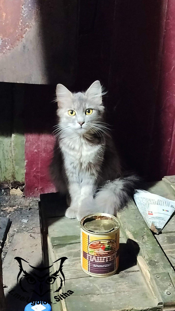 Фронтовые котики