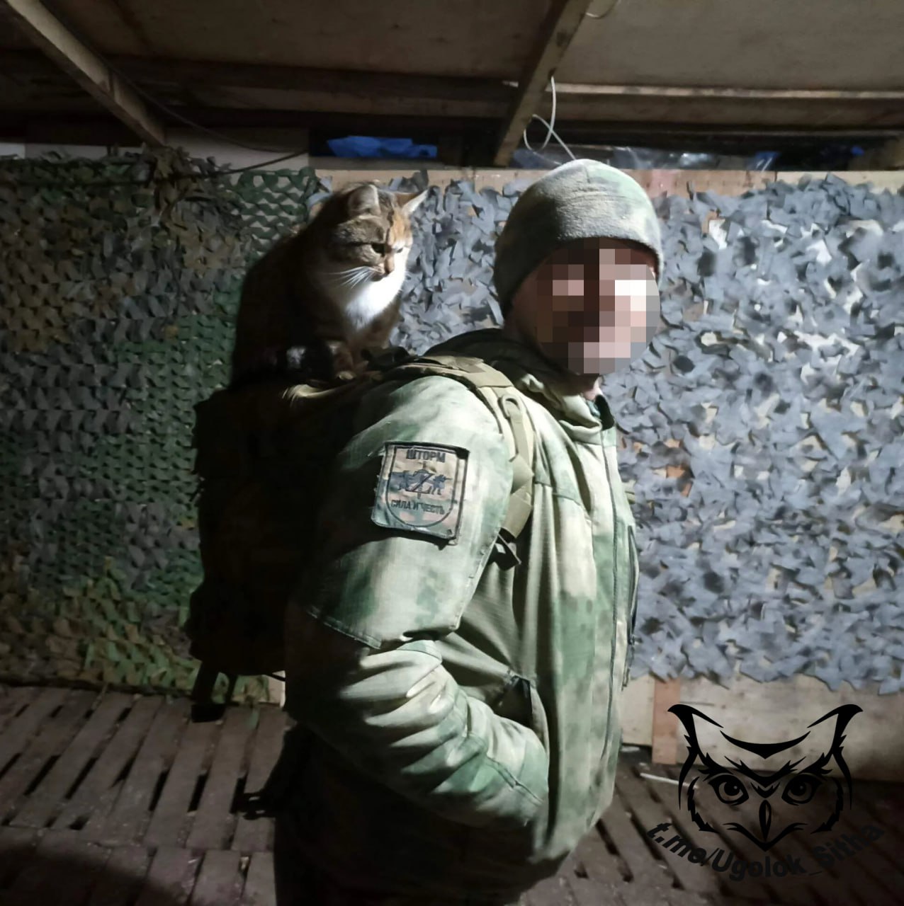 Фронтовые котики