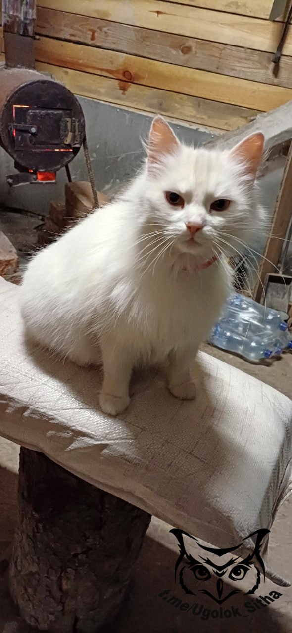 Фронтовые котики