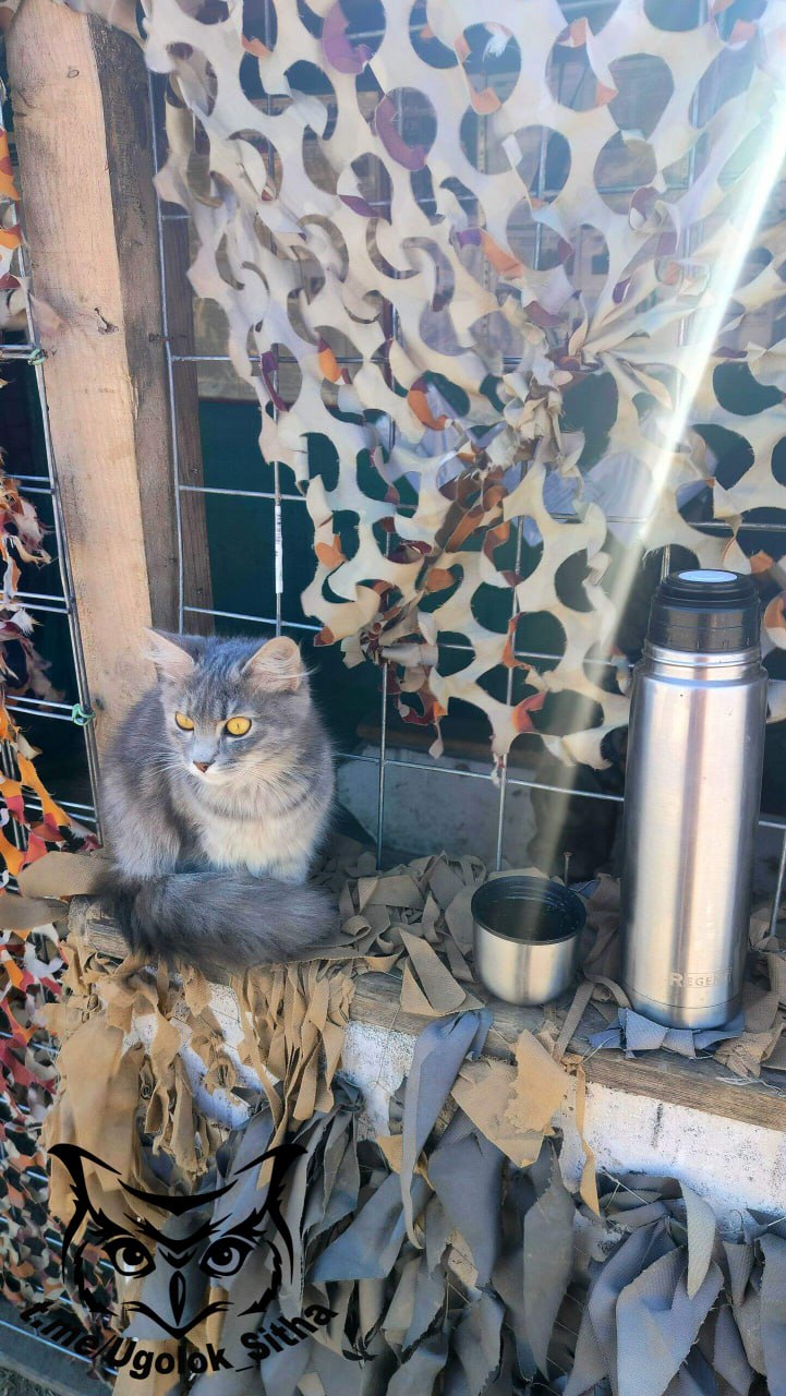 Фронтовые котики