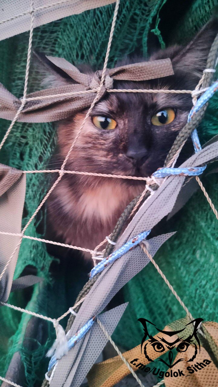 Фронтовые котики