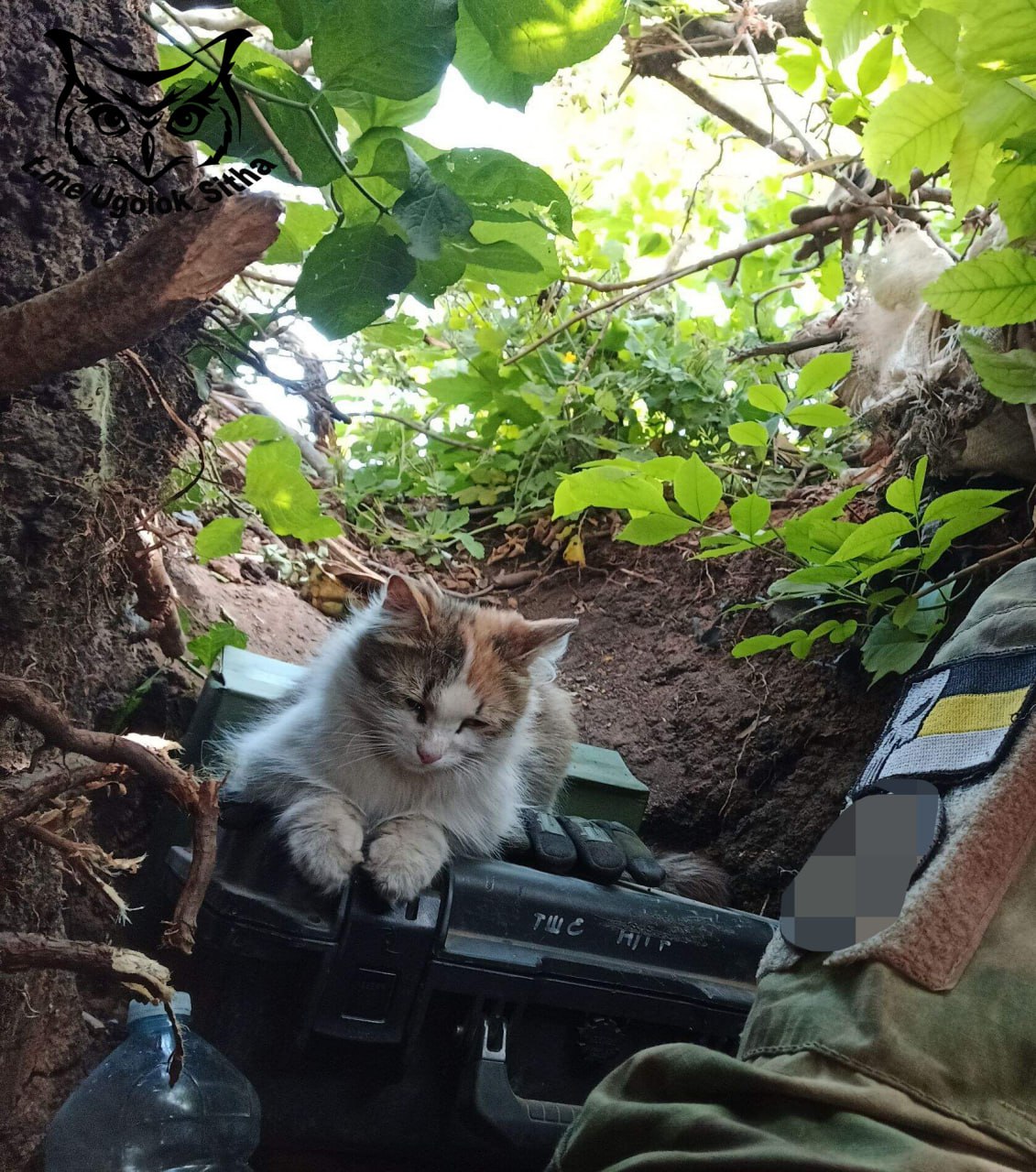 Фронтовые котики