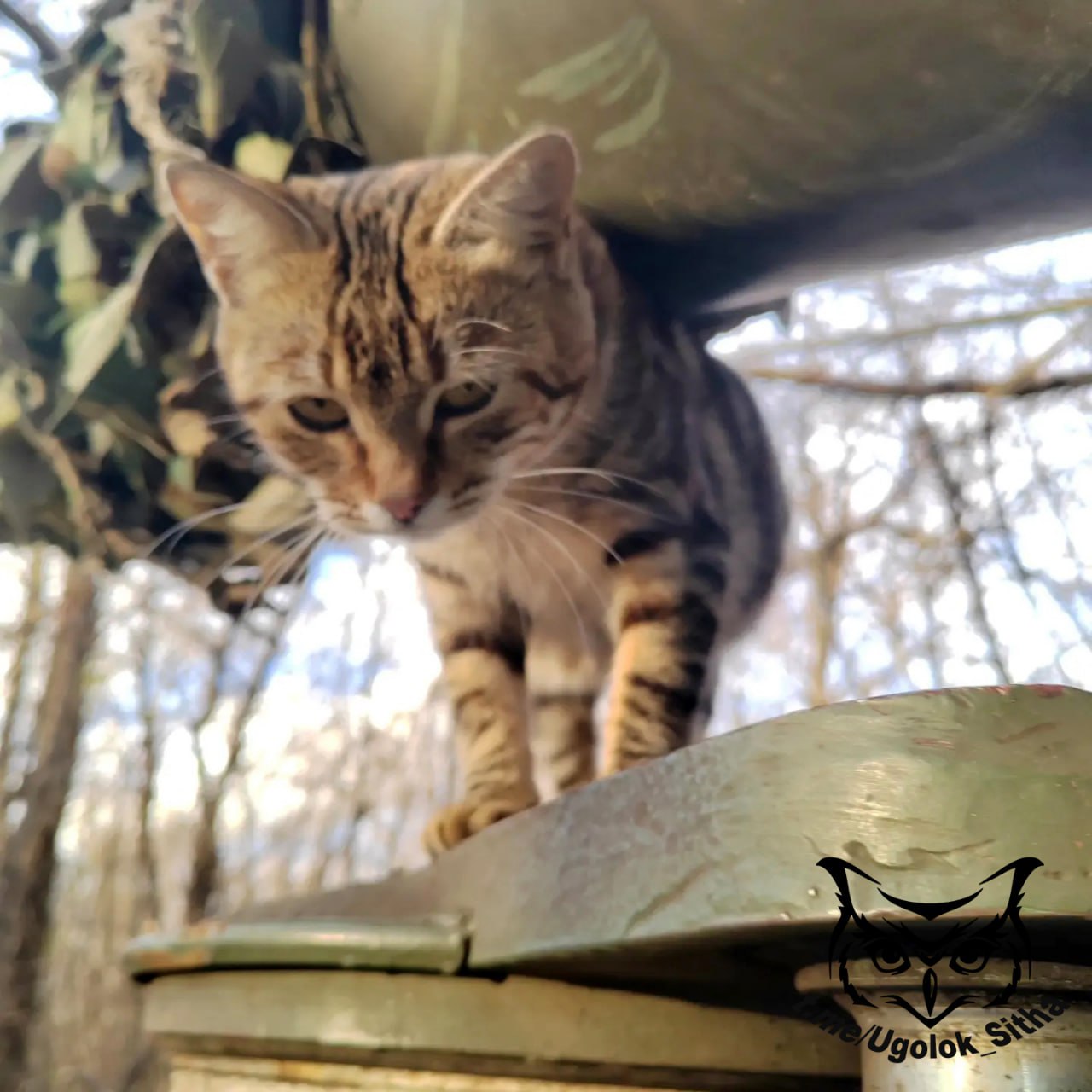 Фронтовые котики