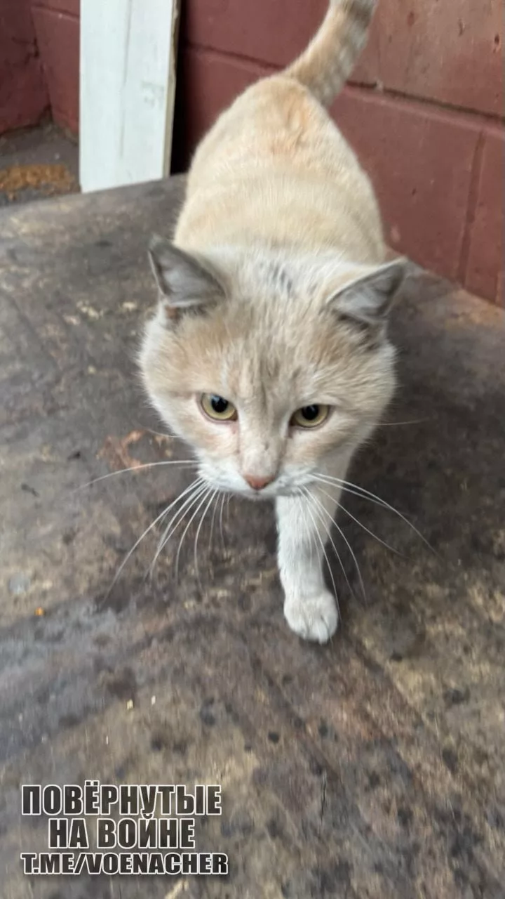 Экскурсия по освобождённому городу Новогродовка на Покровском направлении
