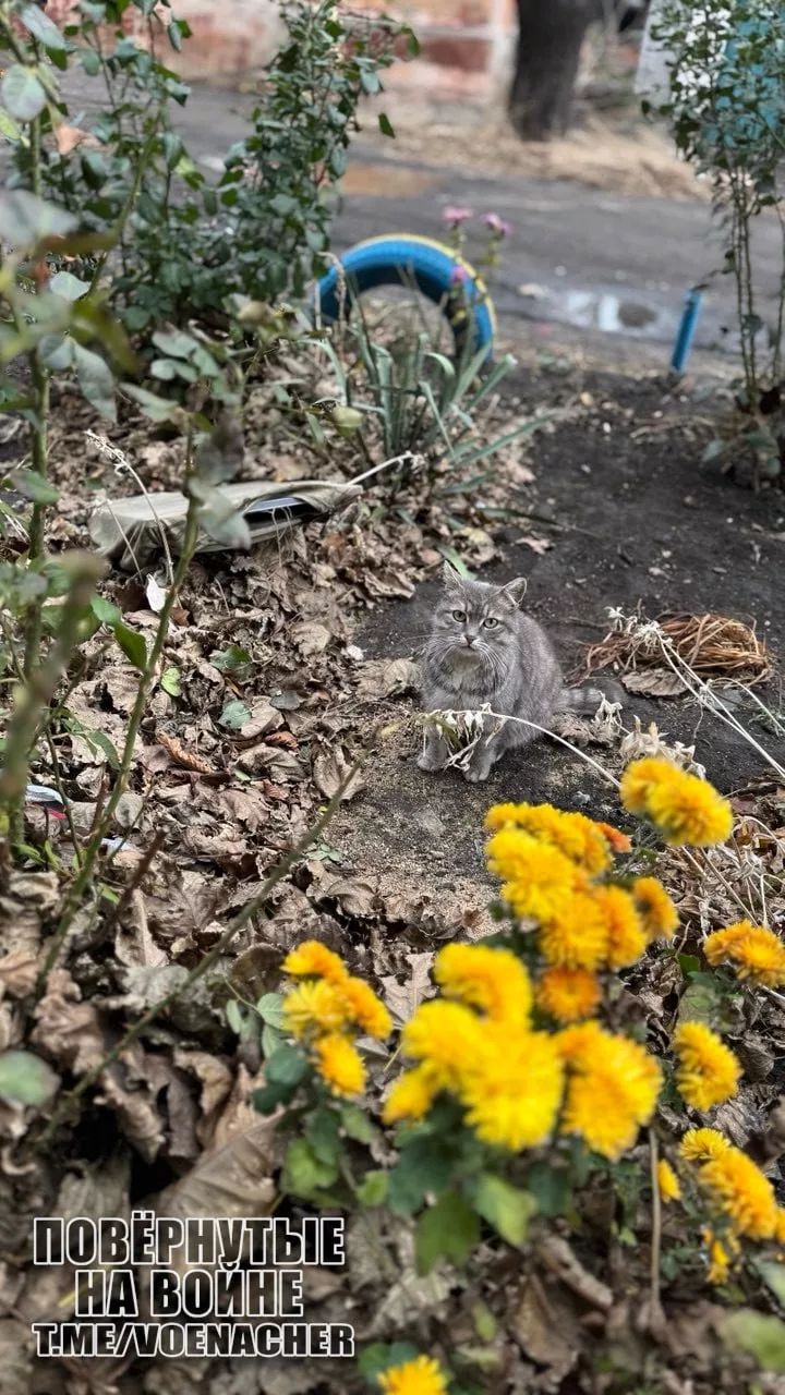 Экскурсия по освобождённому городу Новогродовка на Покровском направлении