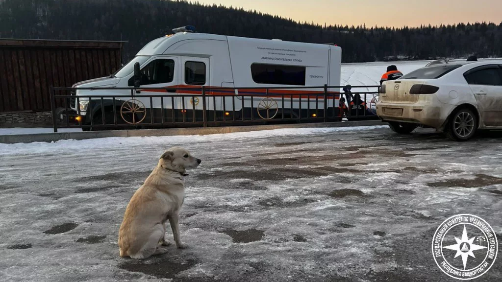 Собака несколько дней ждет хозяина, который провалился под лед в Башкирии