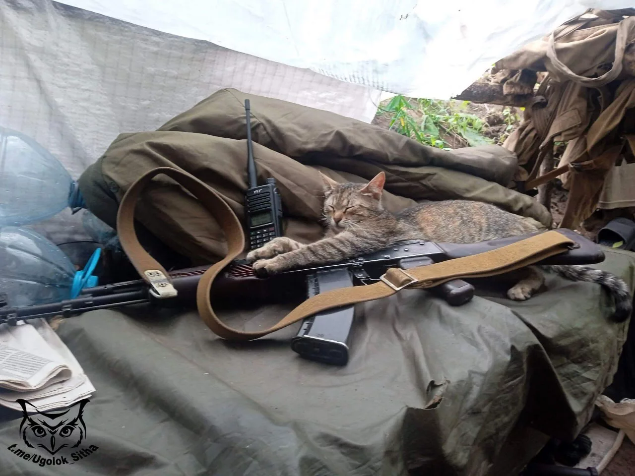 Фронтовые питомцы