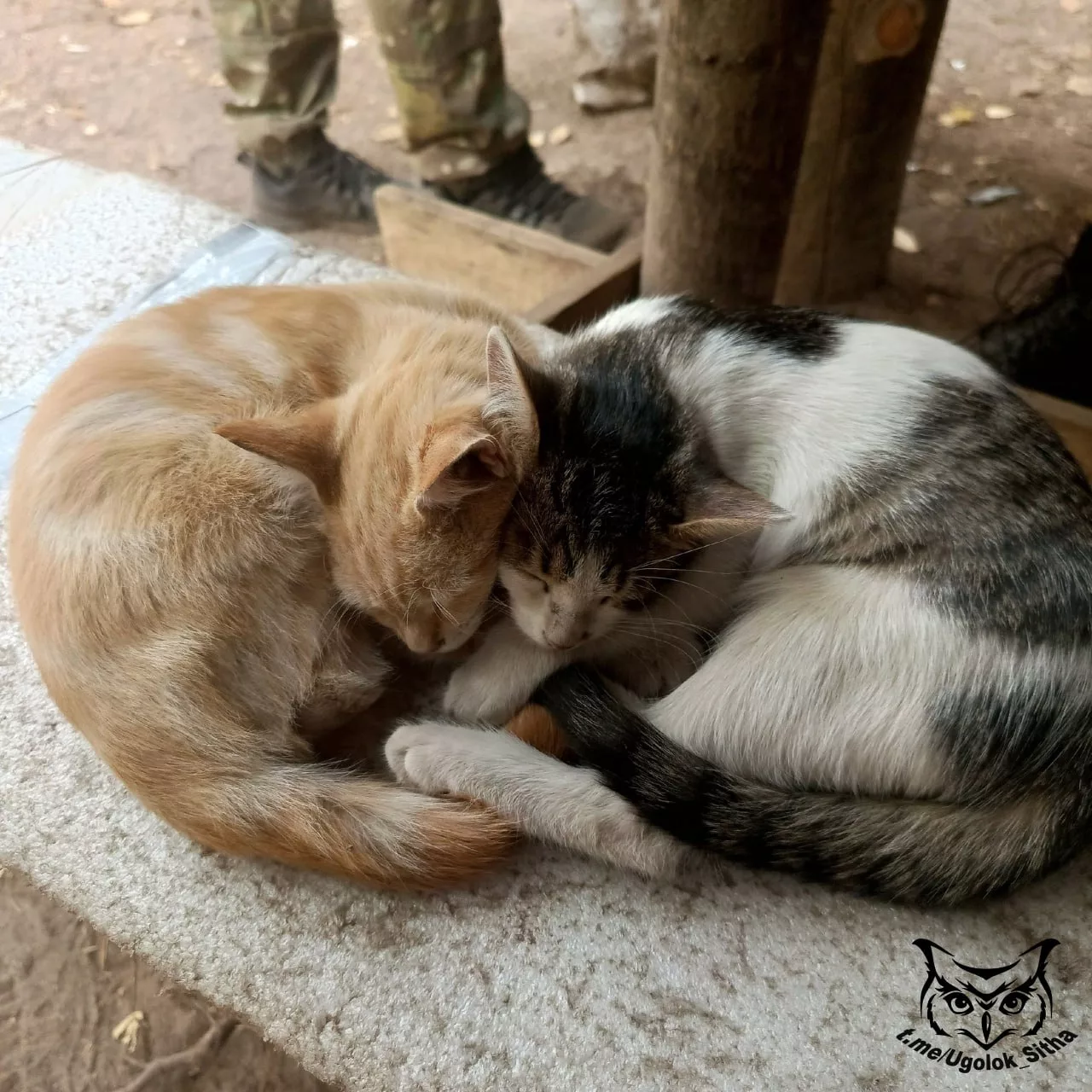 Фронтовые питомцы