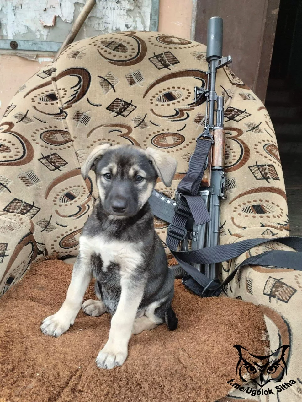 Фронтовые питомцы