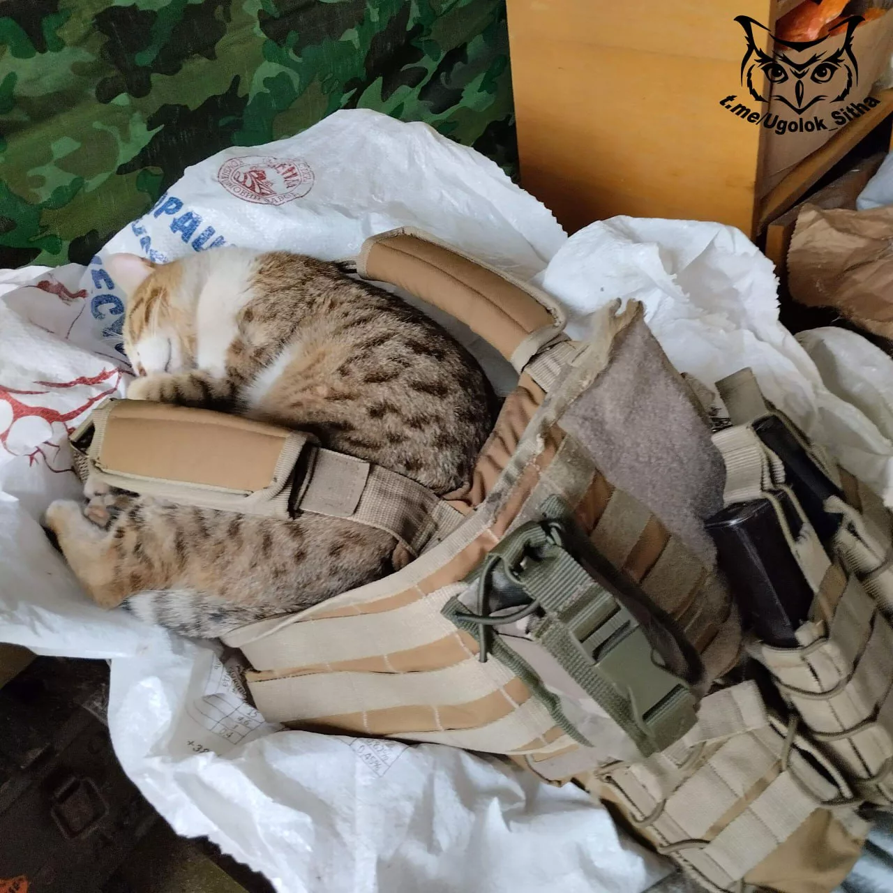 Фронтовые питомцы