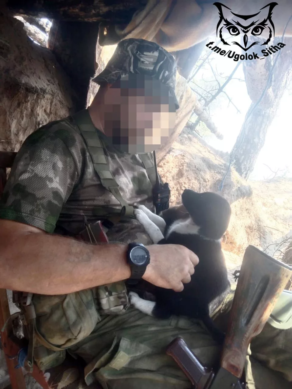 Фронтовые питомцы