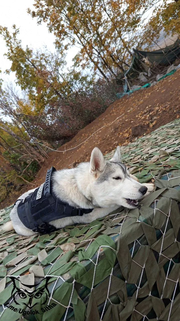 Фронтовые питомцы