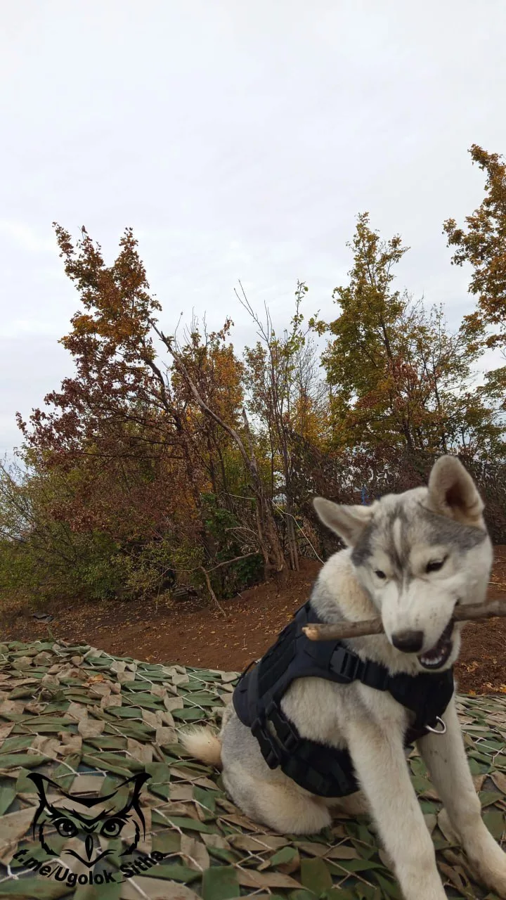 Фронтовые питомцы