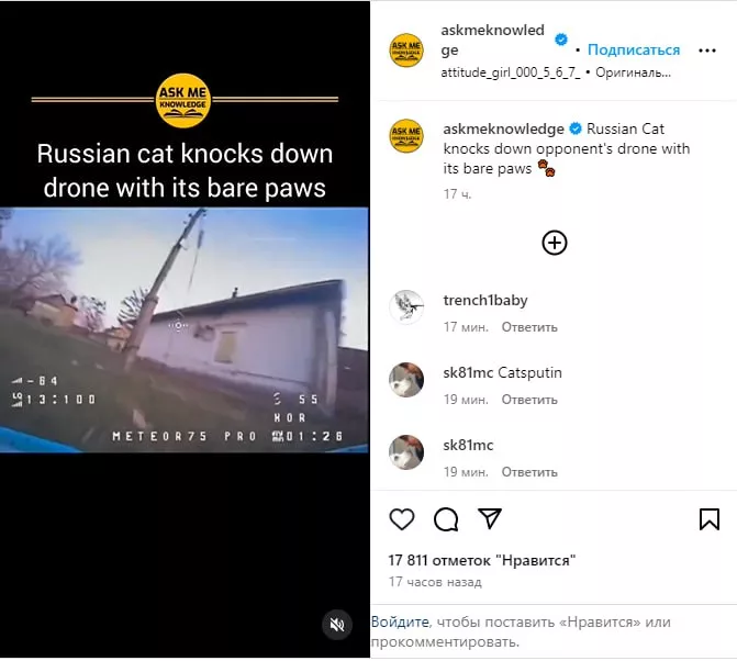 Кот-антидронщик из ДНР стал мировой знаменитостью
