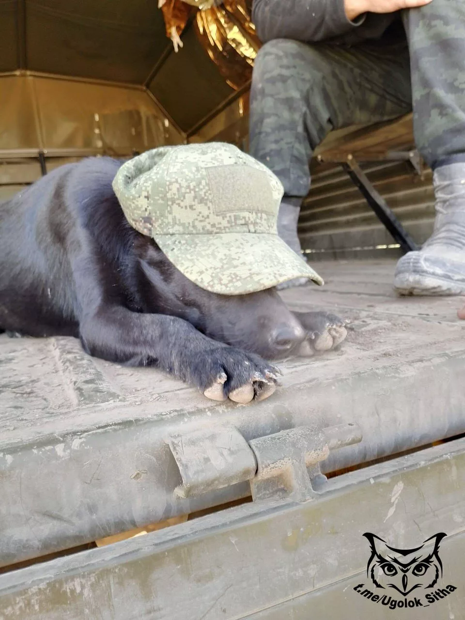 Фронтовые питомцы