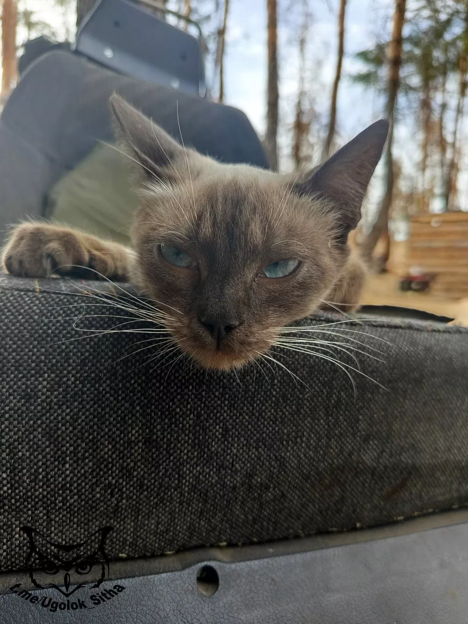 Фронтовые питомцы