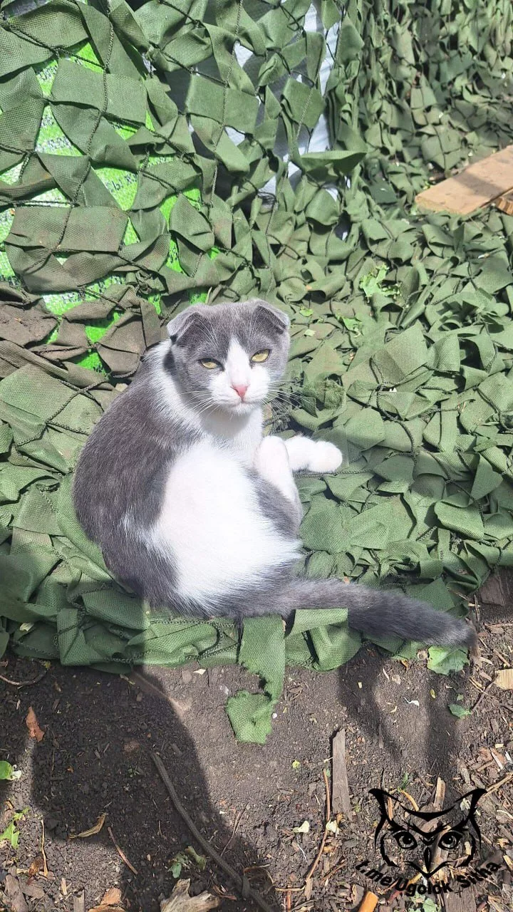 Фронтовые питомцы