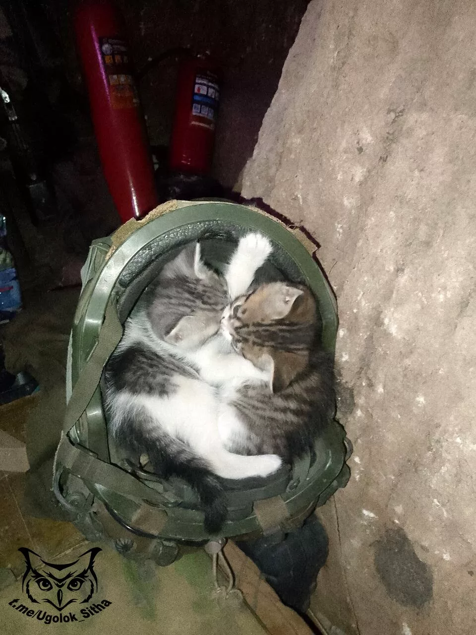 Фронтовые питомцы