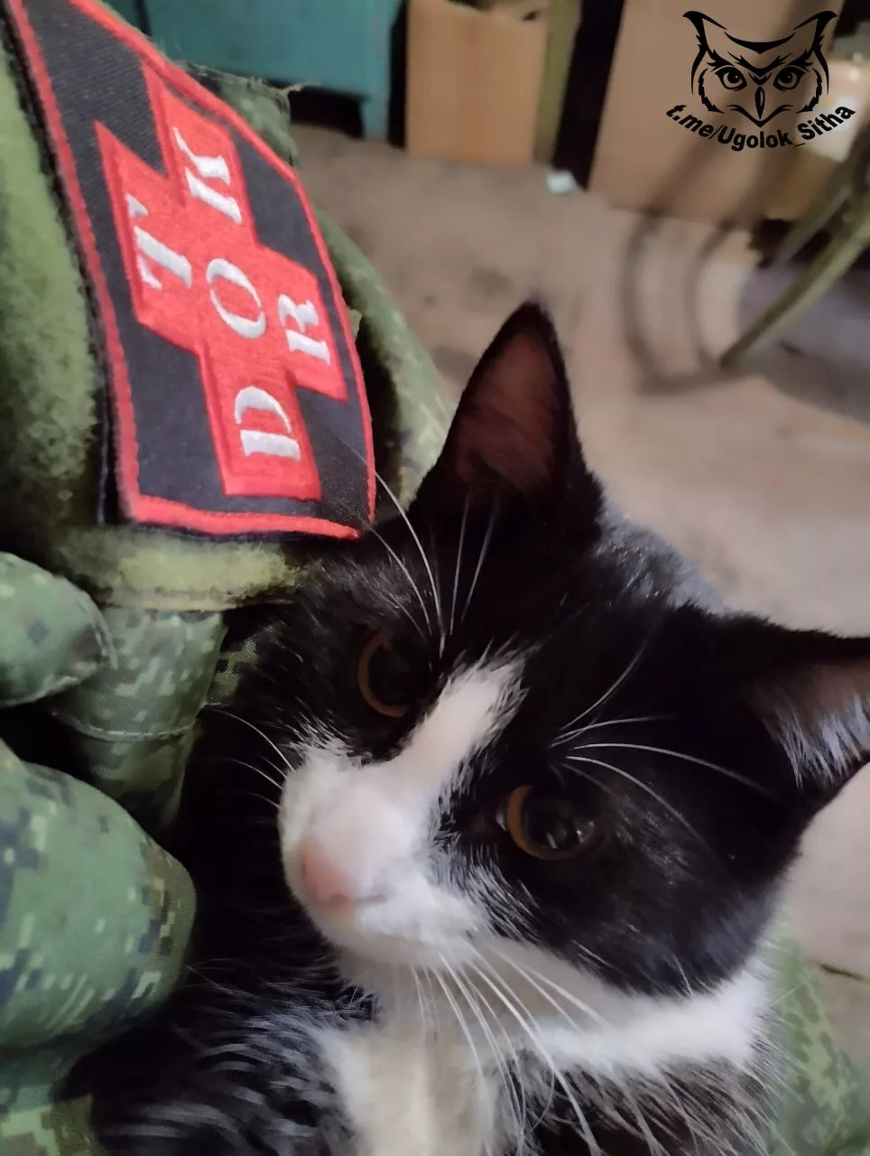 Фронтовые питомцы