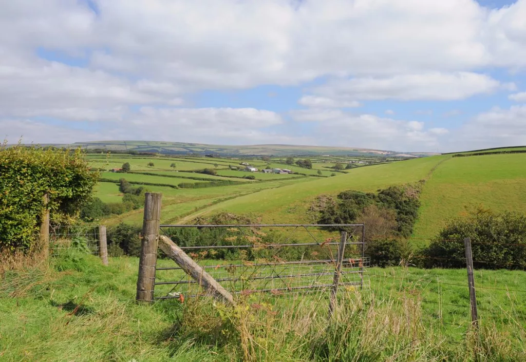 Мука из личинок насекомых — теперь и в европейских продуктах