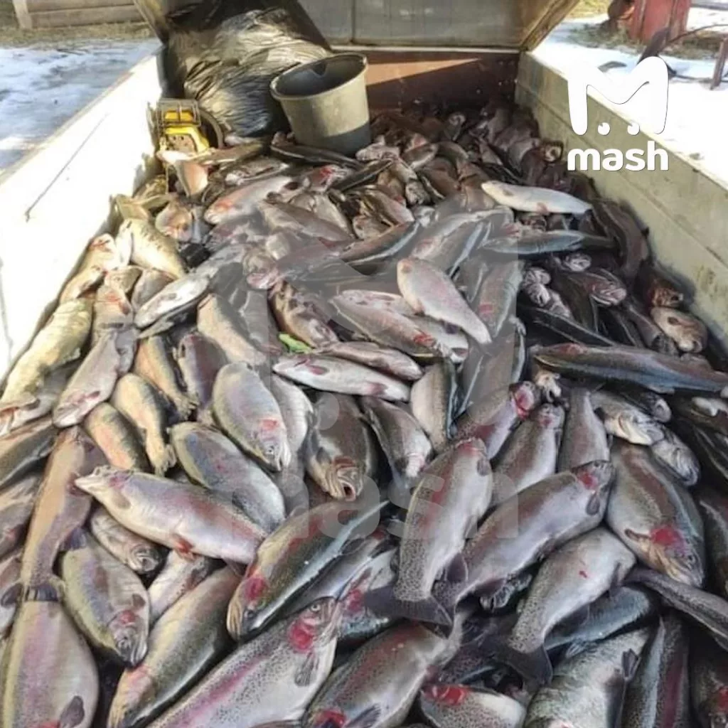 44 тонны форели стоимостью 30 млн рублей сбежало из рыбного хозяйства в Карелии. Следом за братьями из Новгорода