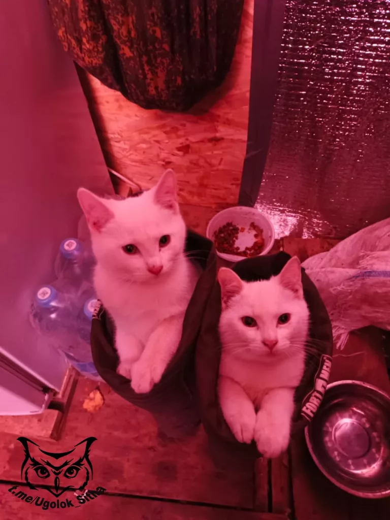 Фронтовые питомцы