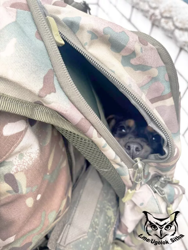 Фронтовые питомцы