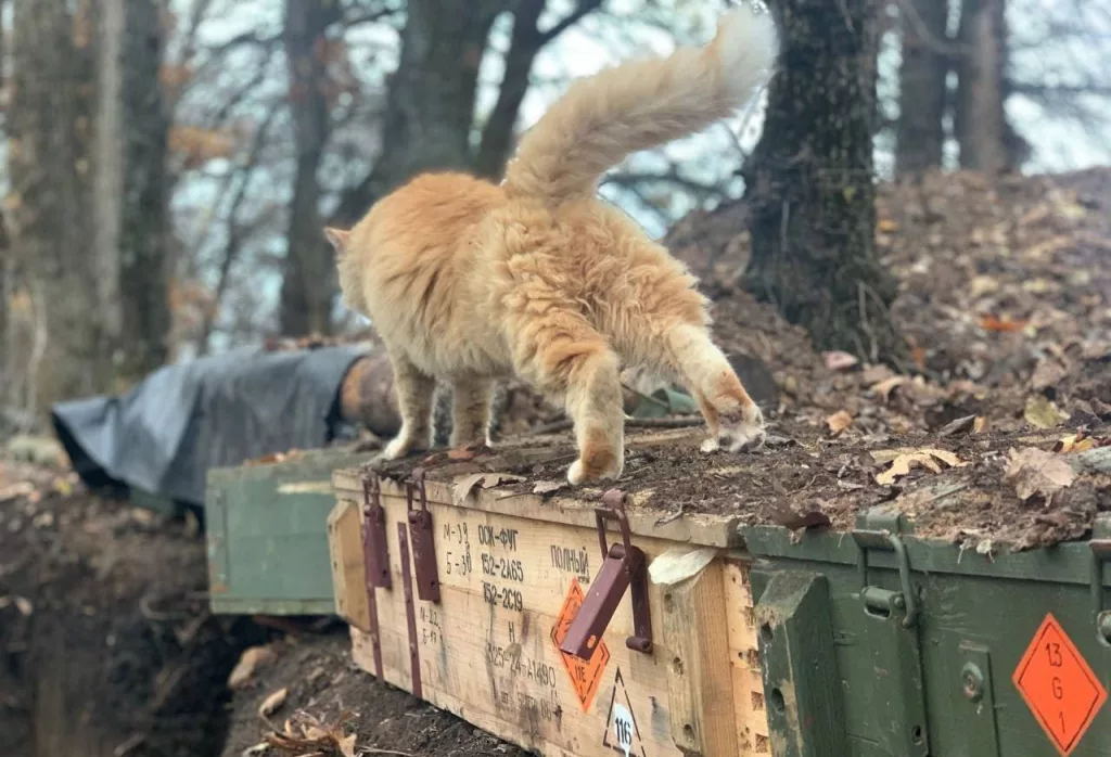 Разбавляем ленту фронтовыми котами
