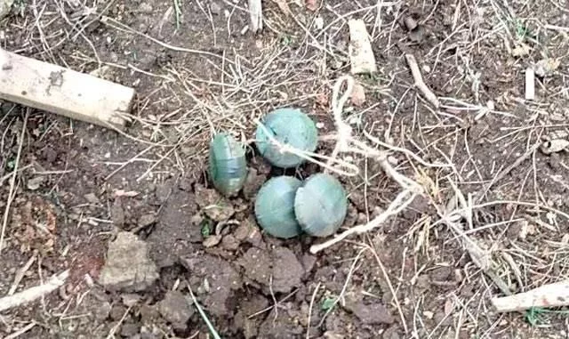 ВСУ начали активно минировать дороги в районе Свердликово, Курская область