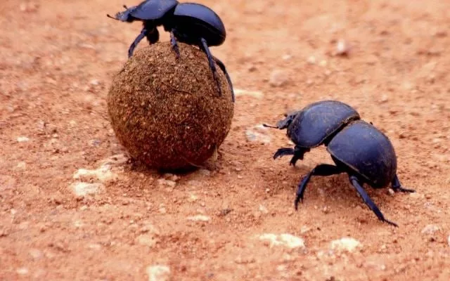 Евросоюз предлагает активно собирать навоз, чтобы заменить хотя бы часть российских удобрений