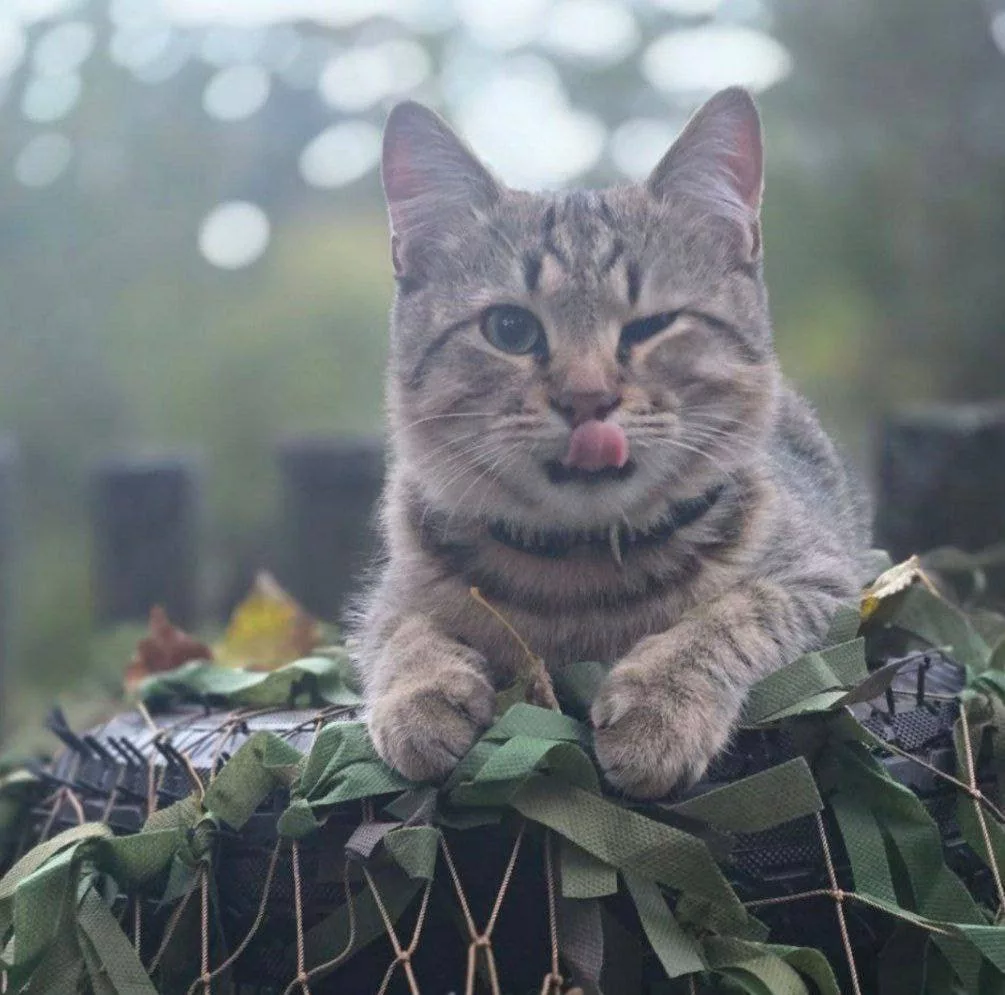 Разбавляем ленту фронтовыми котами