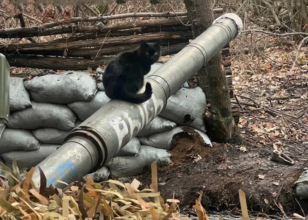 Разбавляем ленту фронтовыми котами