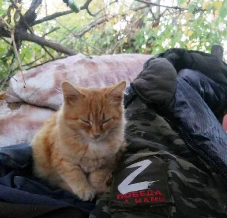 Разбавляем ленту фронтовыми котами