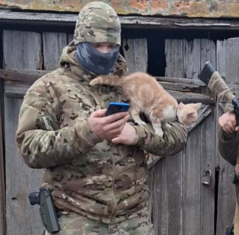 Разбавляем ленту фронтовыми котами