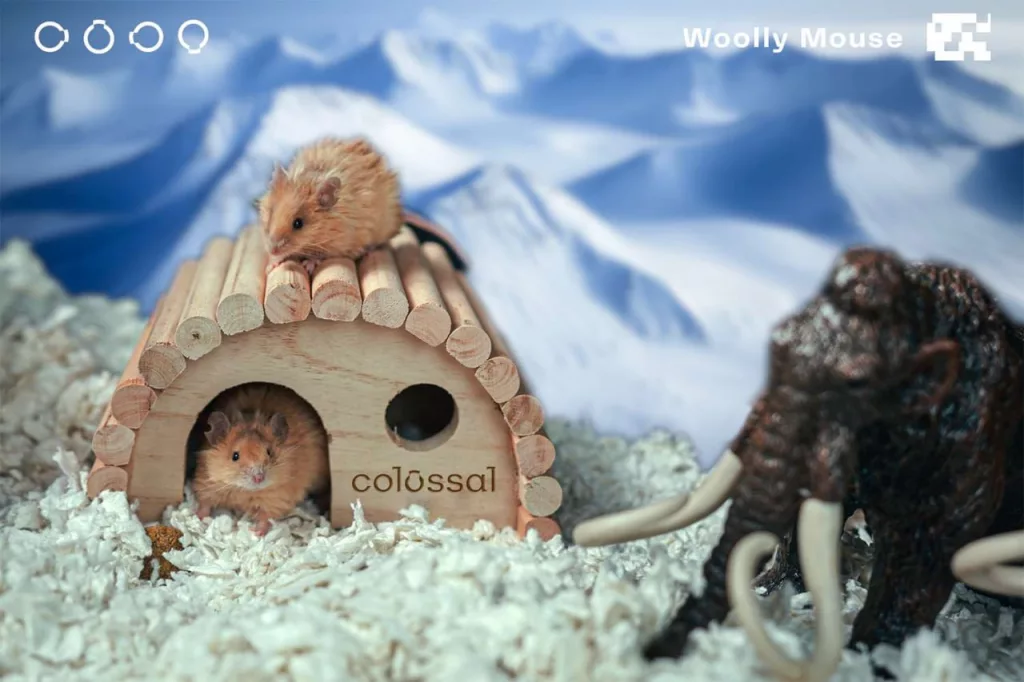 Американская биотехнологическая компания вывела "шерстистую мышь", которая обладает чертами, характерными для шерстистого мамонта