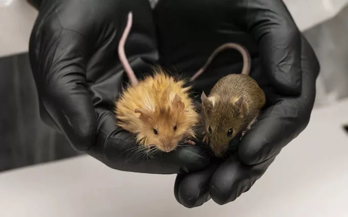 Американская биотехнологическая компания вывела "шерстистую мышь", которая обладает чертами, характерными для шерстистого мамонта