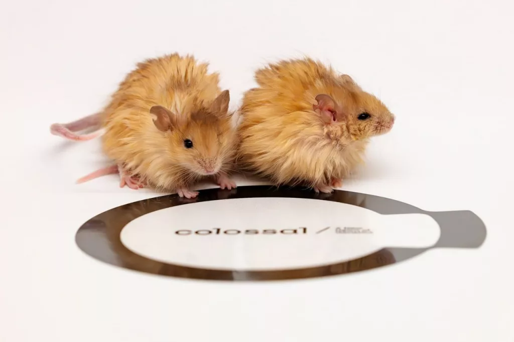 Американская биотехнологическая компания вывела "шерстистую мышь", которая обладает чертами, характерными для шерстистого мамонта